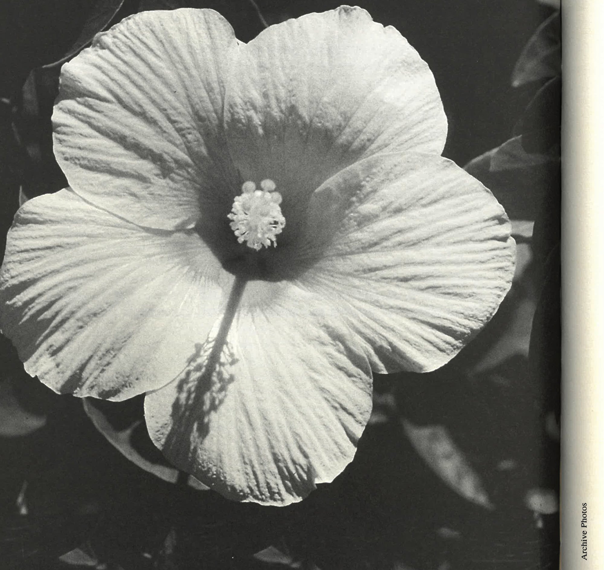 Polaroids from the Dead